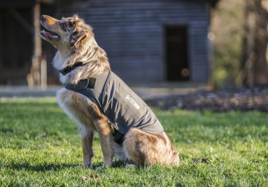 Tips om thundershirt veilig in te zetten bij je hond met vuurwerkangst