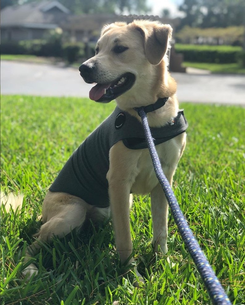 Thundershirt Voor Angstige Hond Maat L